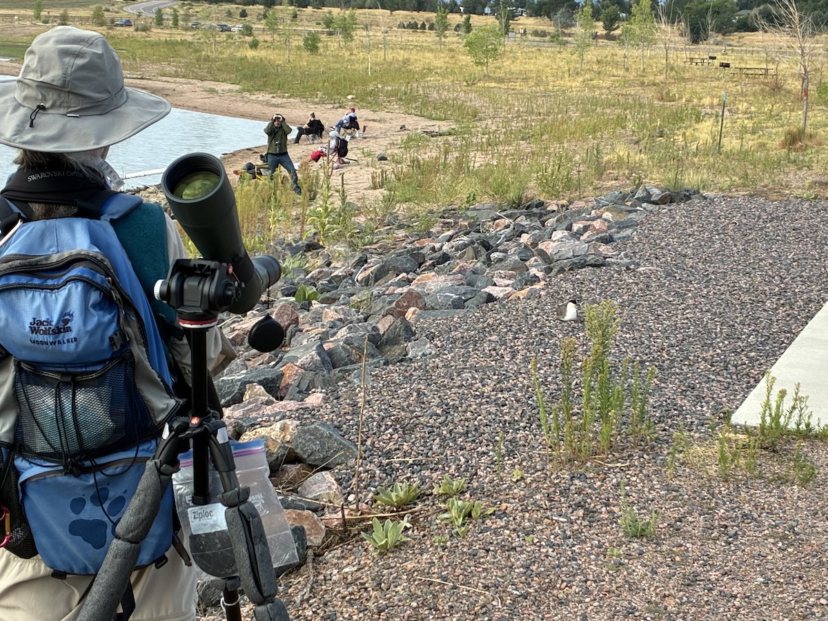 Long-tailed Jaeger - ML640819748