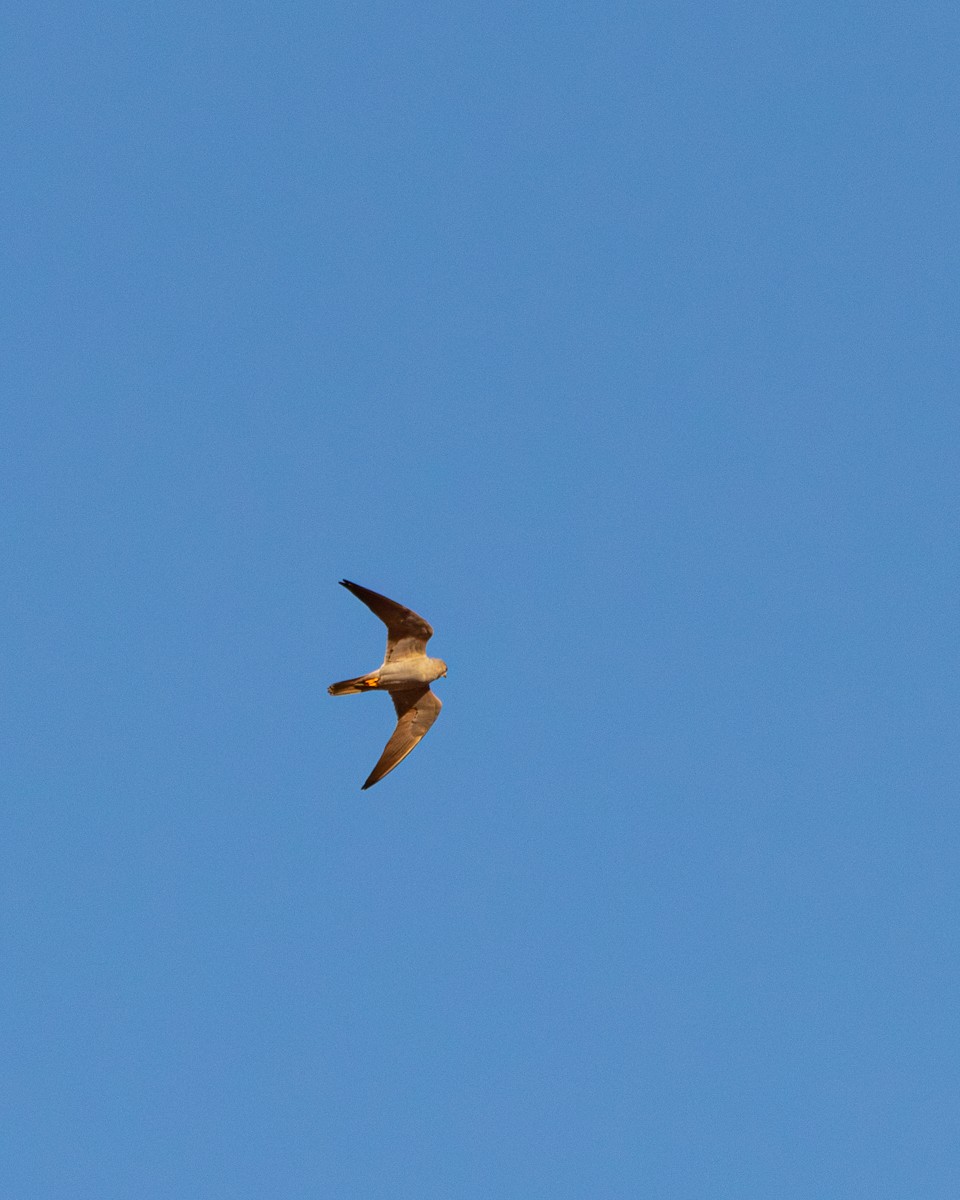 Sooty Falcon - ML640819755