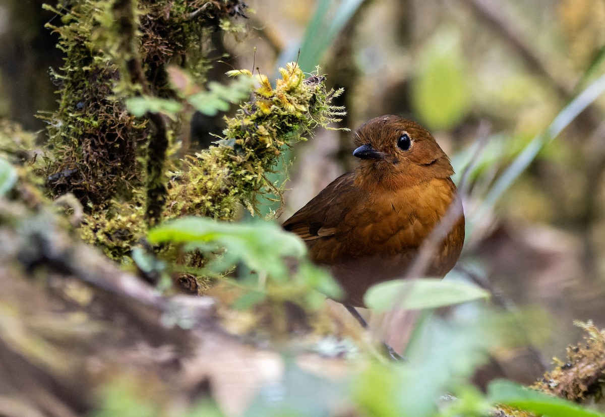 Ayacucho Antpitta - ML640819766