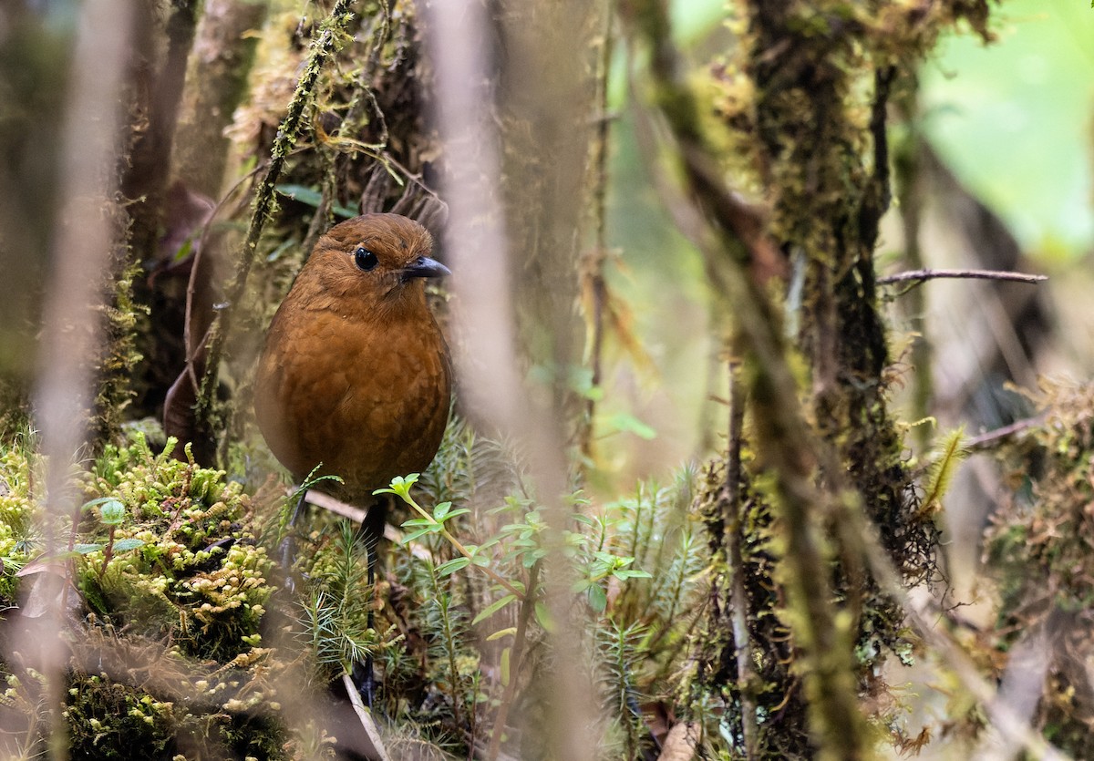 Ayacucho Antpitta - ML640819767