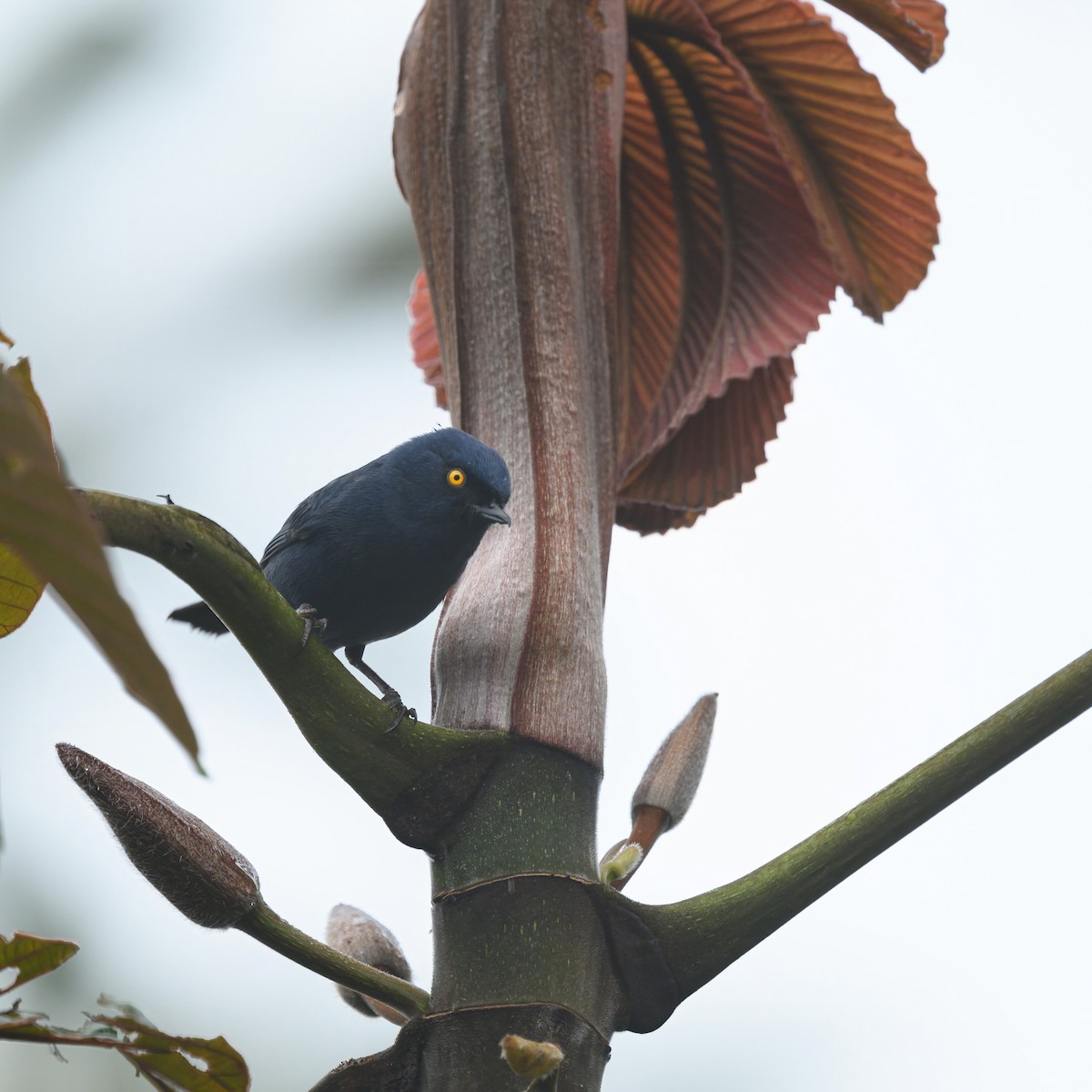 Deep-blue Flowerpiercer - ML640819773