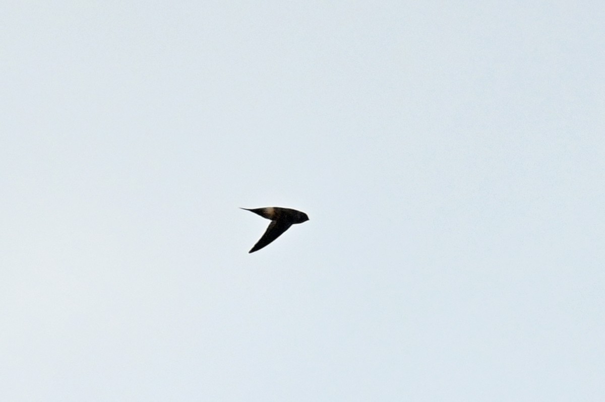 Australian Swiftlet - ML640819774