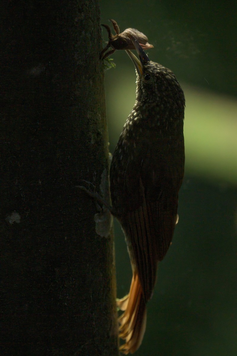 Olive-backed Woodcreeper - ML640819821