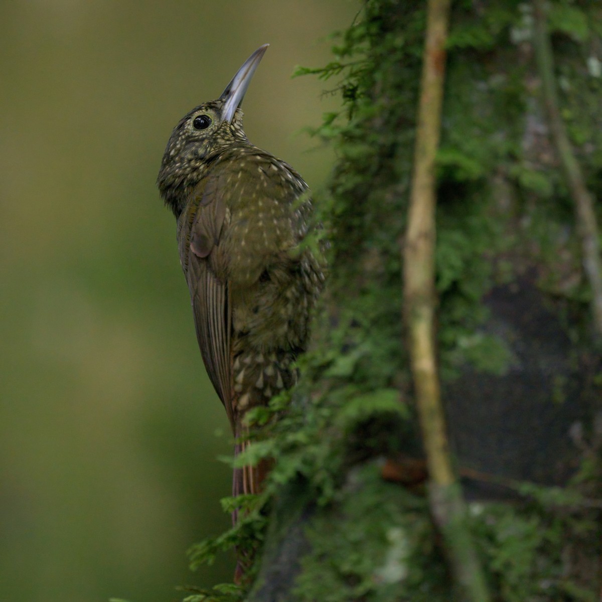Olive-backed Woodcreeper - ML640819841