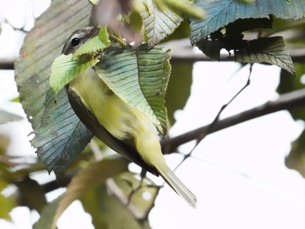 Braunkappenvireo - ML640819868