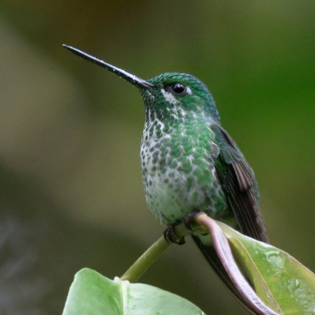 Rufous-vented Whitetip - ML640819910