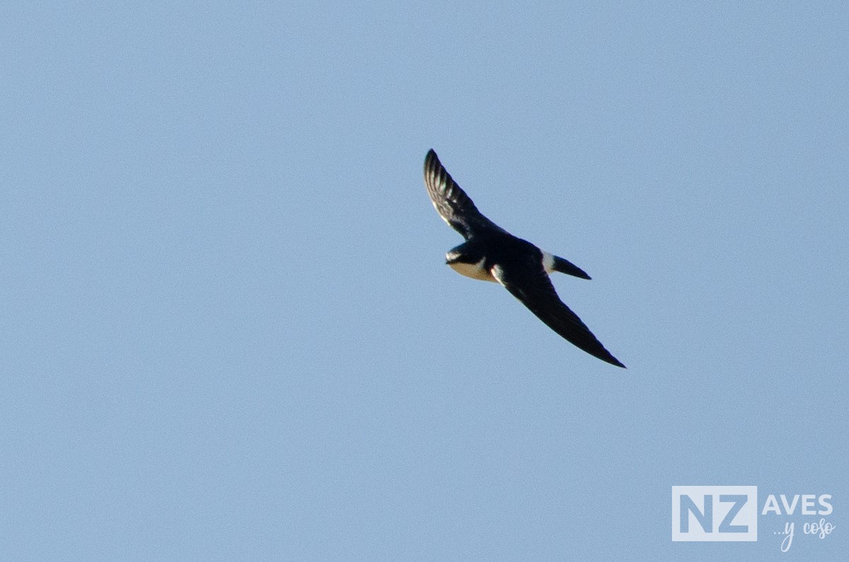 White-rumped Swallow - ML640819913