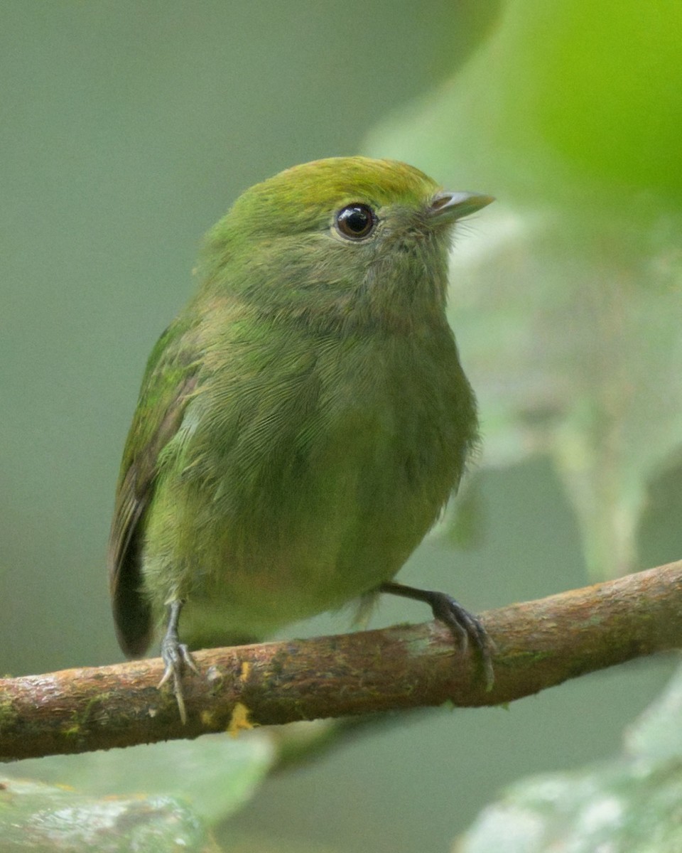 Yeşil Manakin - ML640819915