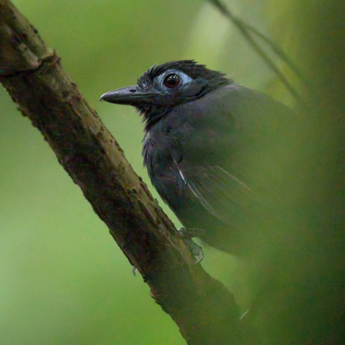 Sooty Antbird - ML640819935