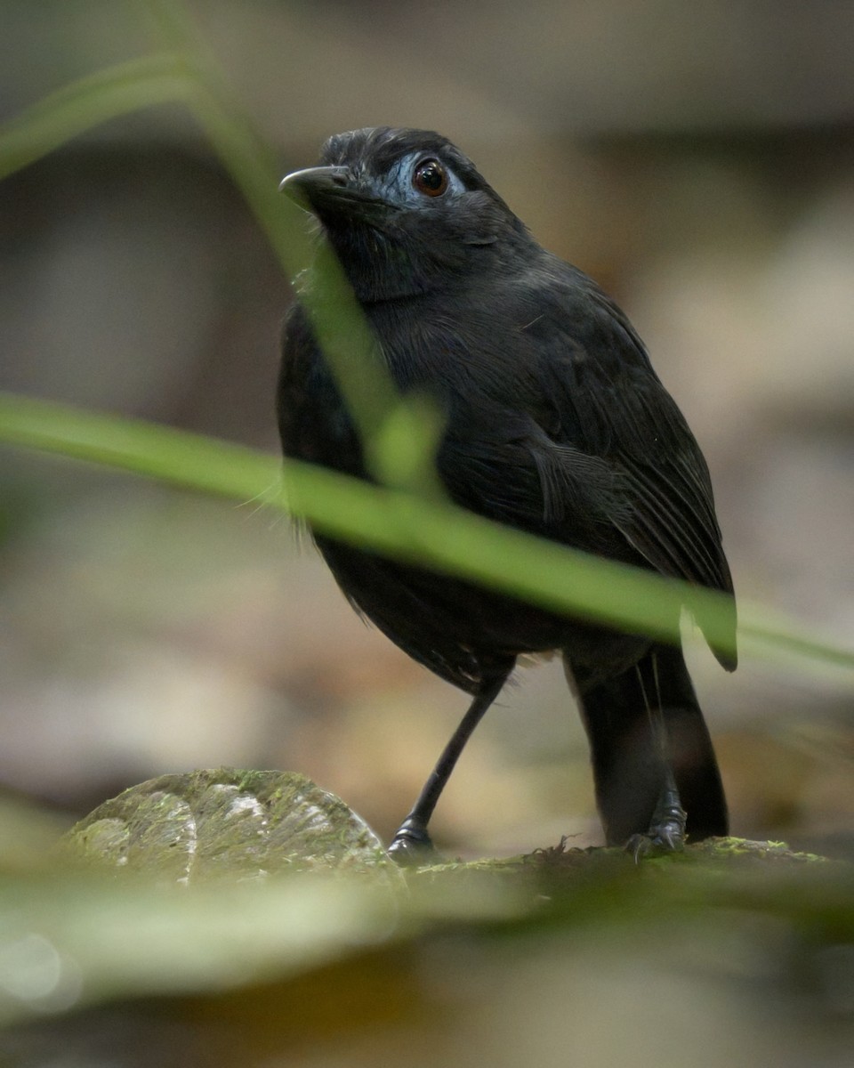 Sooty Antbird - ML640819936