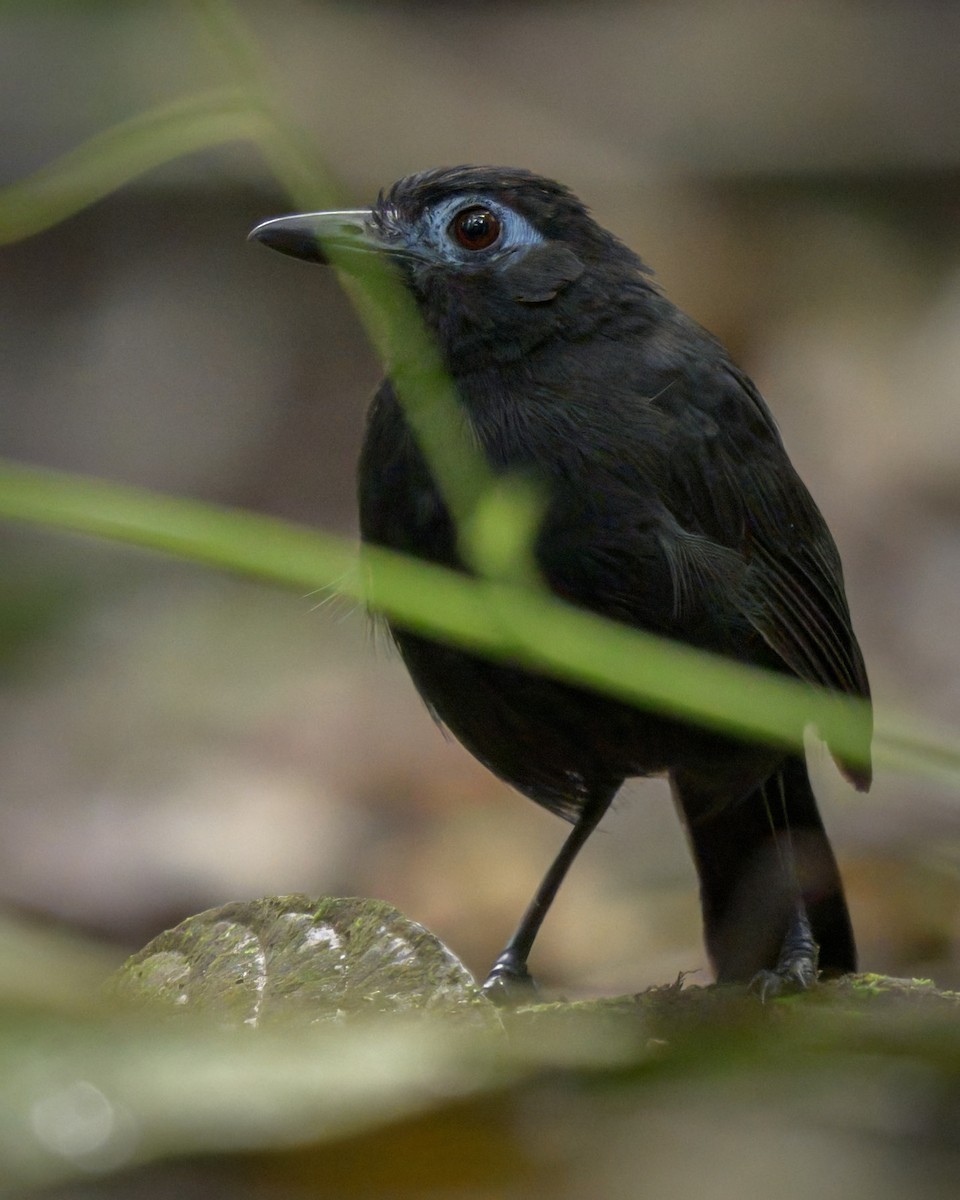 Sooty Antbird - ML640819937