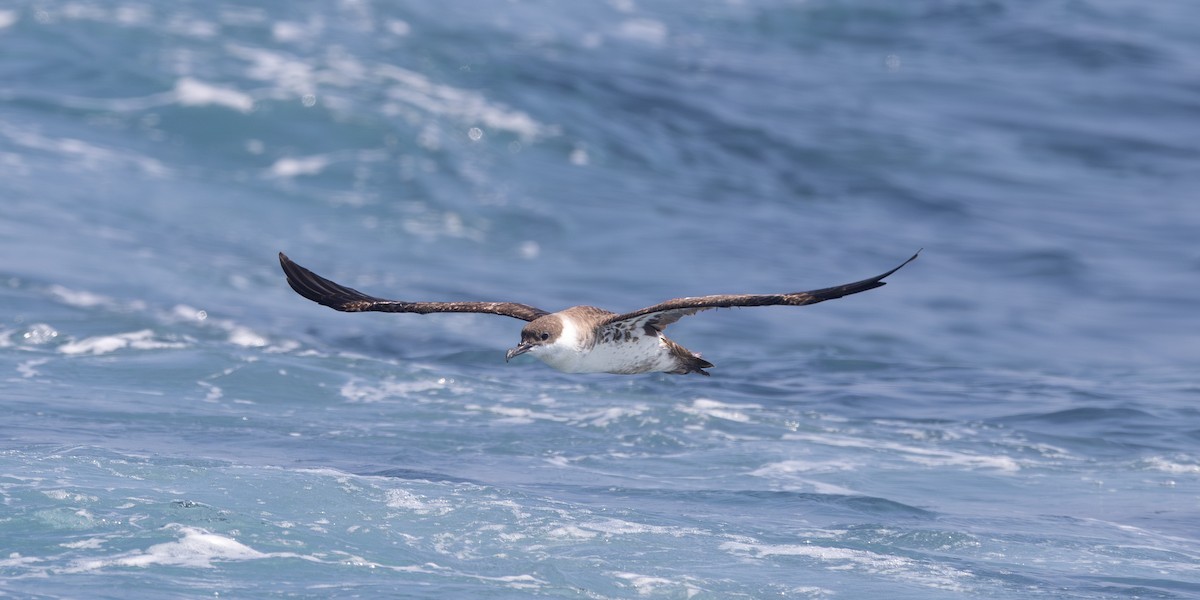 buřňák velký - ML640819993