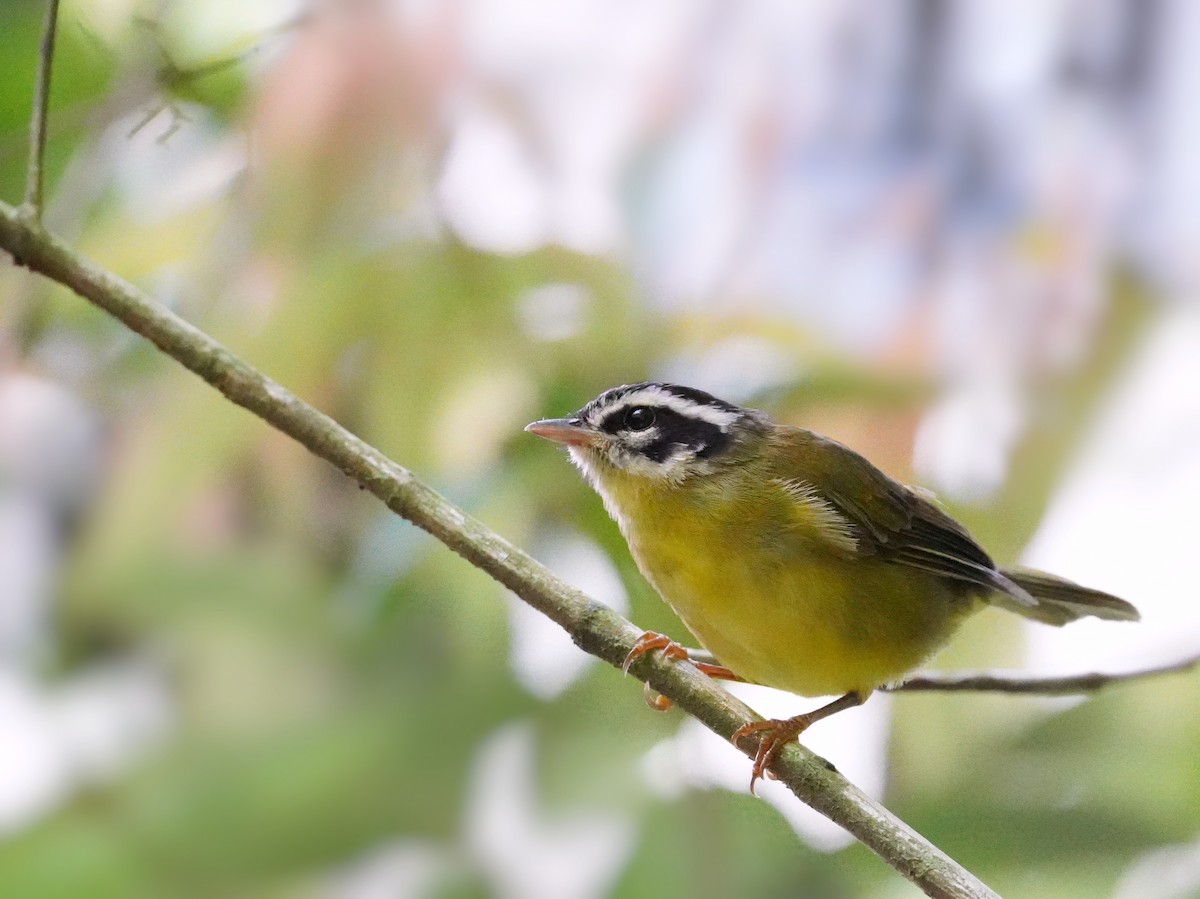 Three-striped Warbler - ML640820002