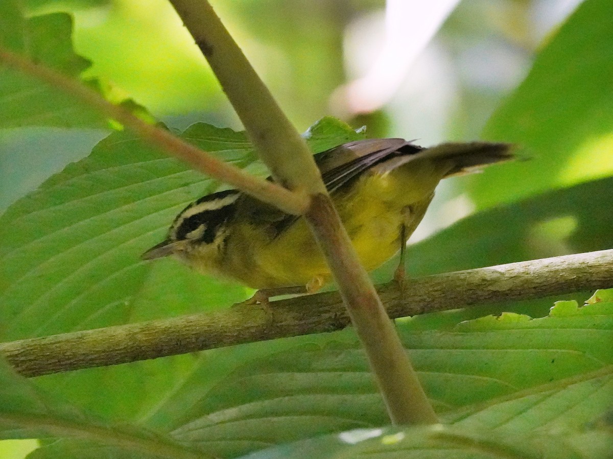 Three-striped Warbler - ML640820003