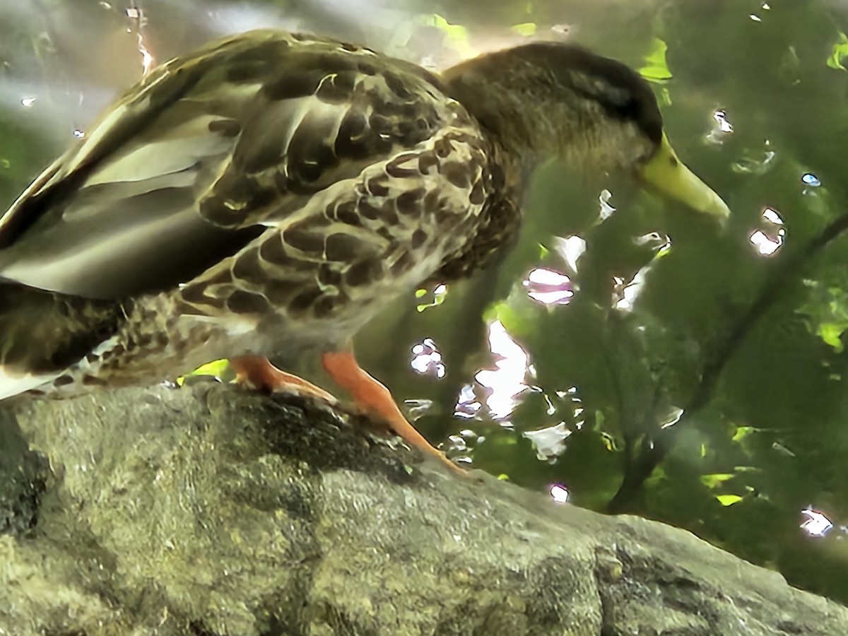 Mallard - ML640820111