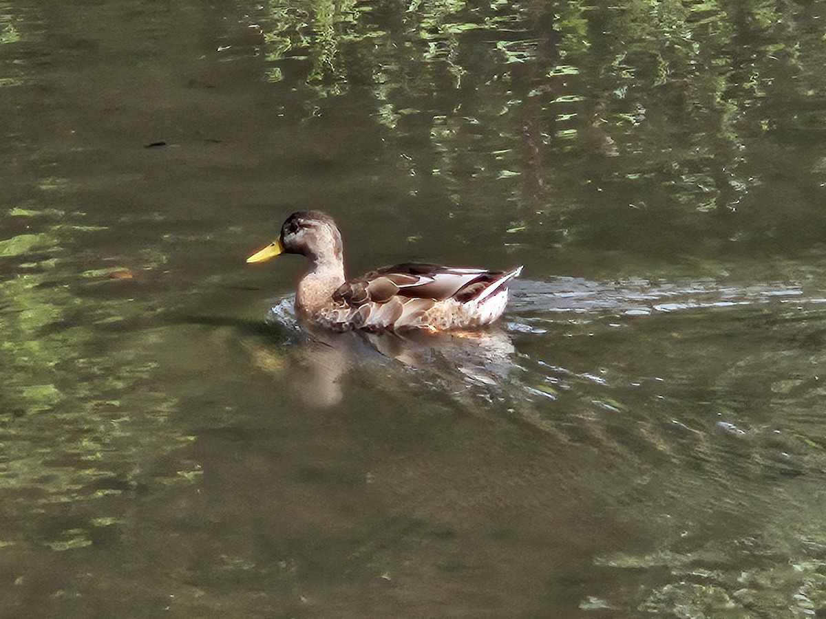 Mallard - ML640820112