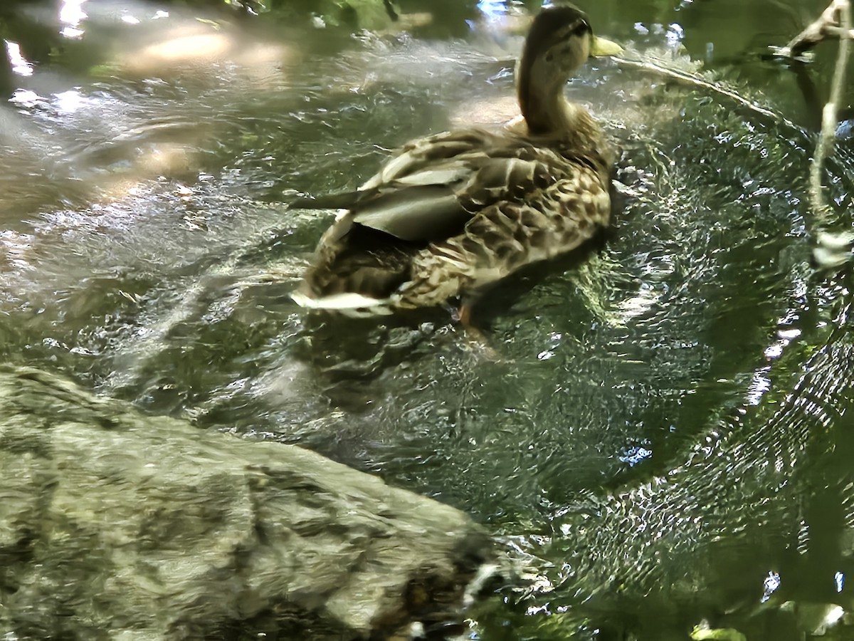 Mallard - ML640820113