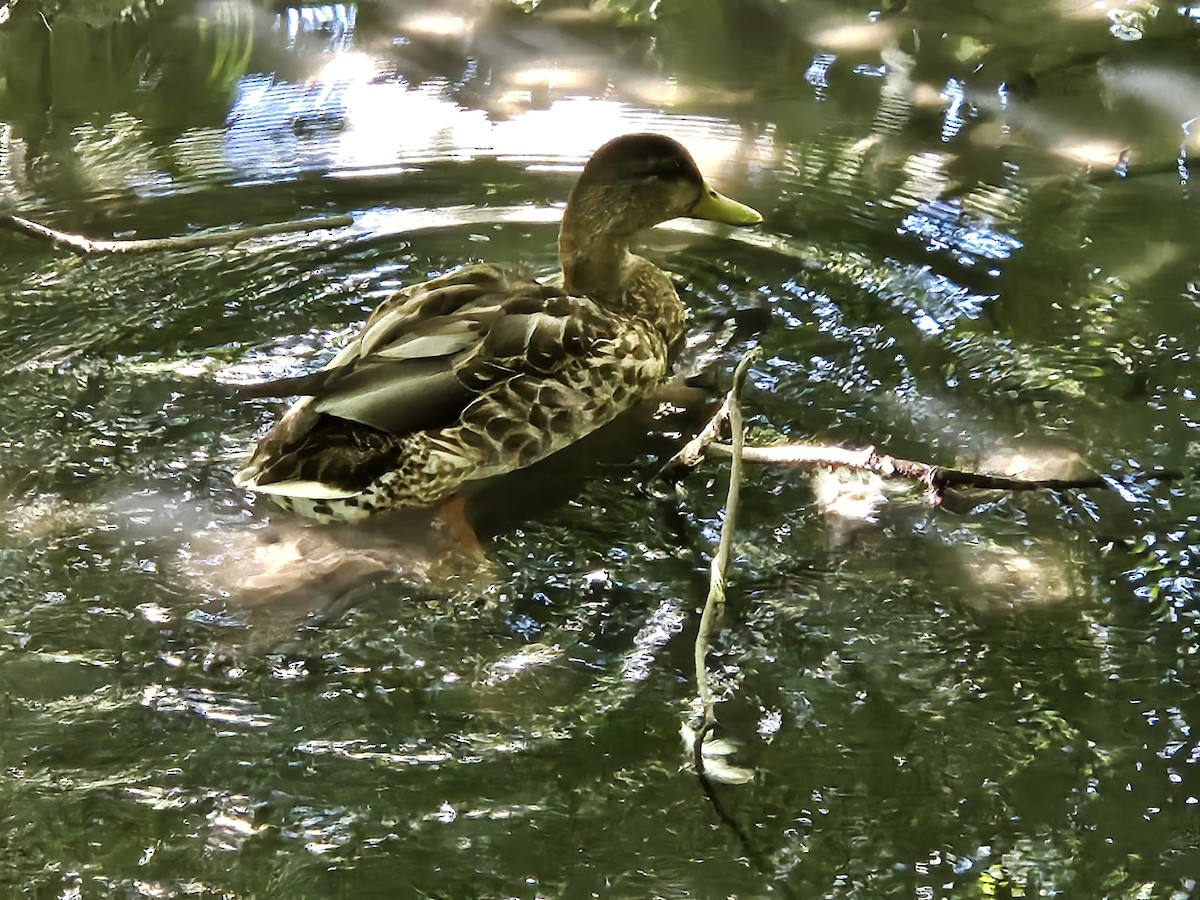 Mallard - ML640820115