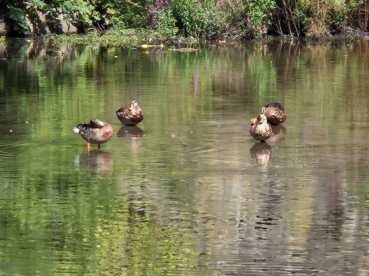 Mallard - ML640820116