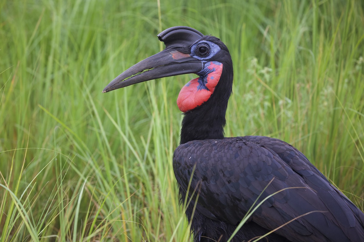 Abyssinian Ground-Hornbill - ML640820119