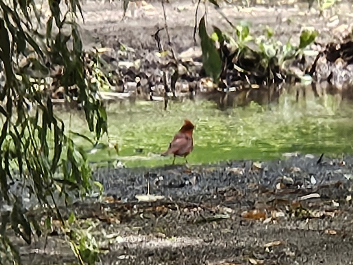 Northern Cardinal - ML640820169