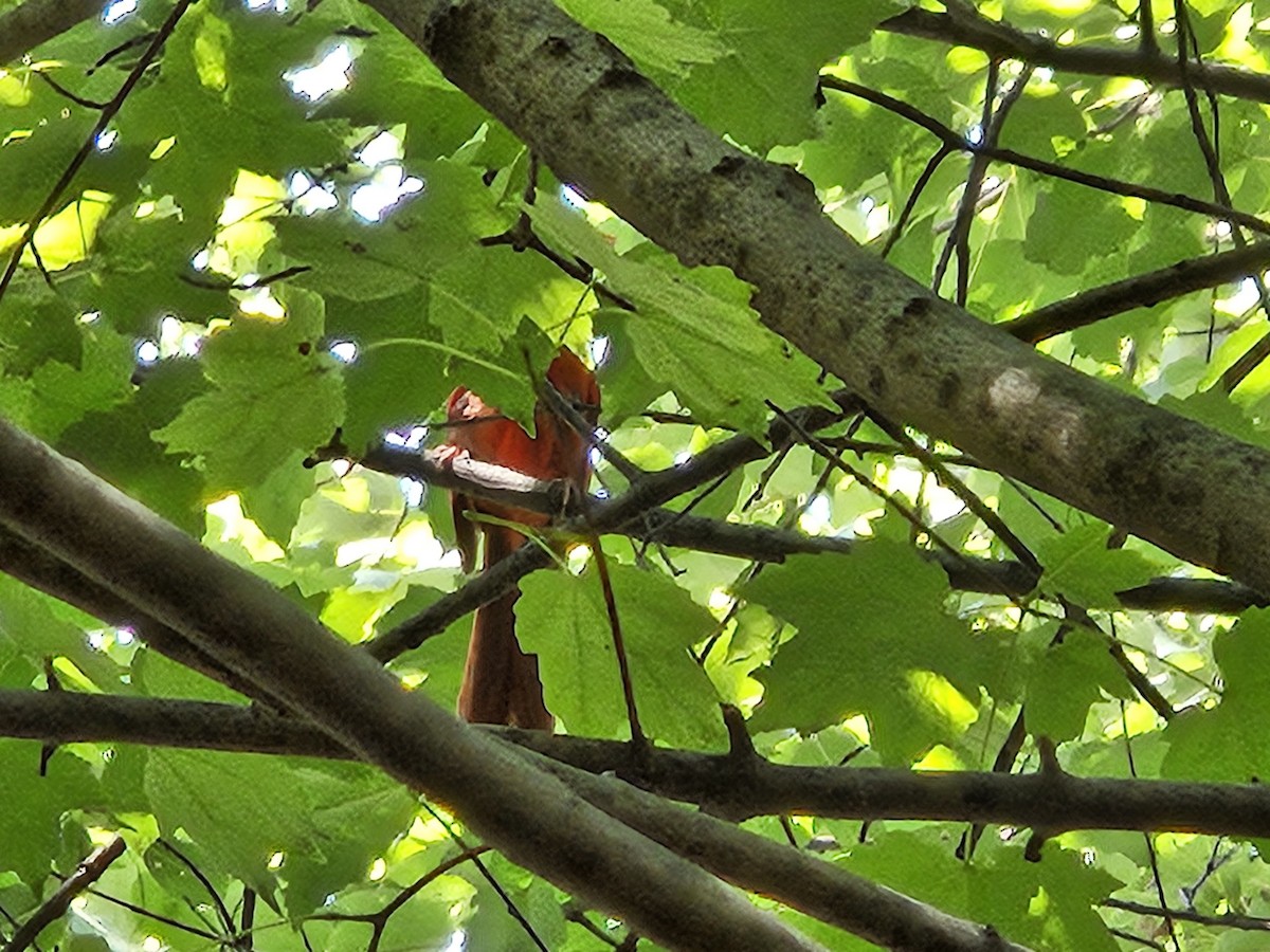 Northern Cardinal - ML640820180