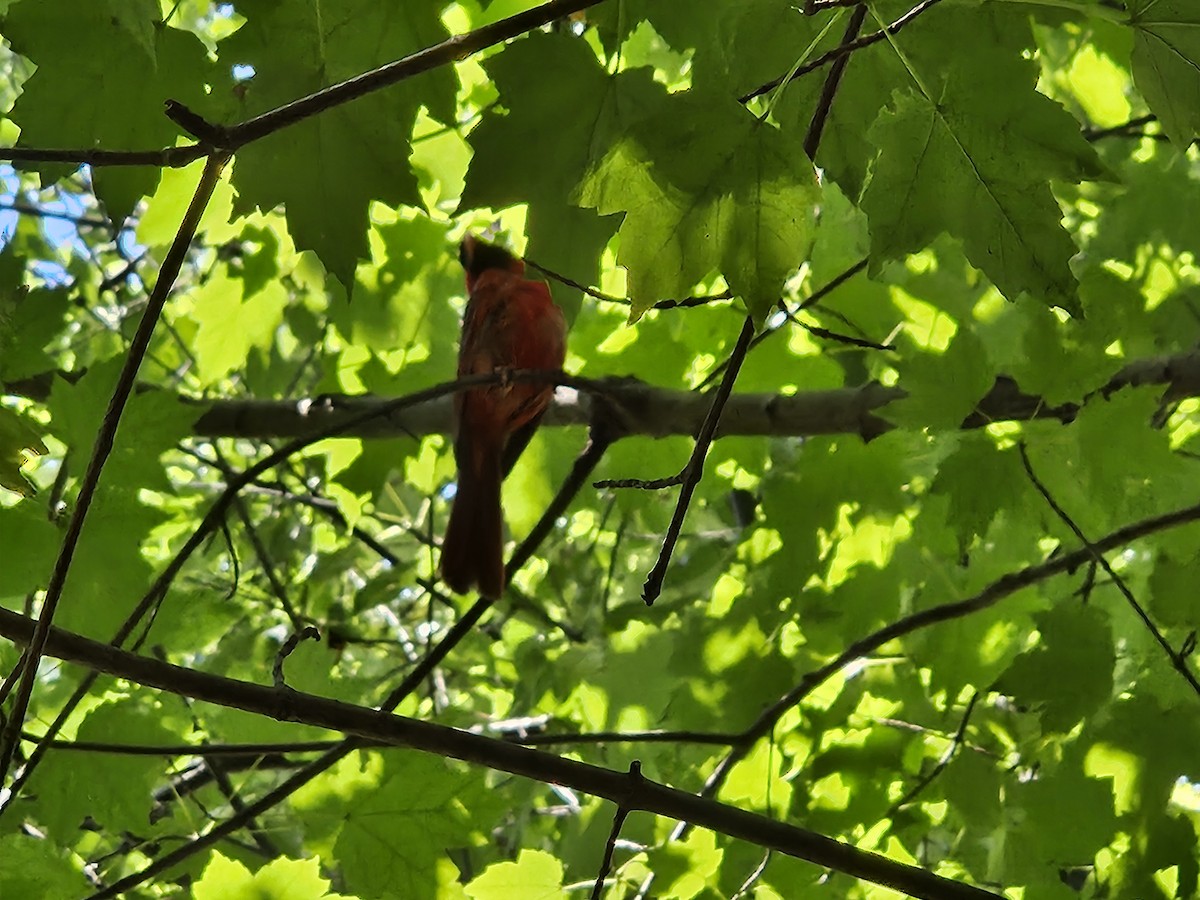 Northern Cardinal - ML640820182