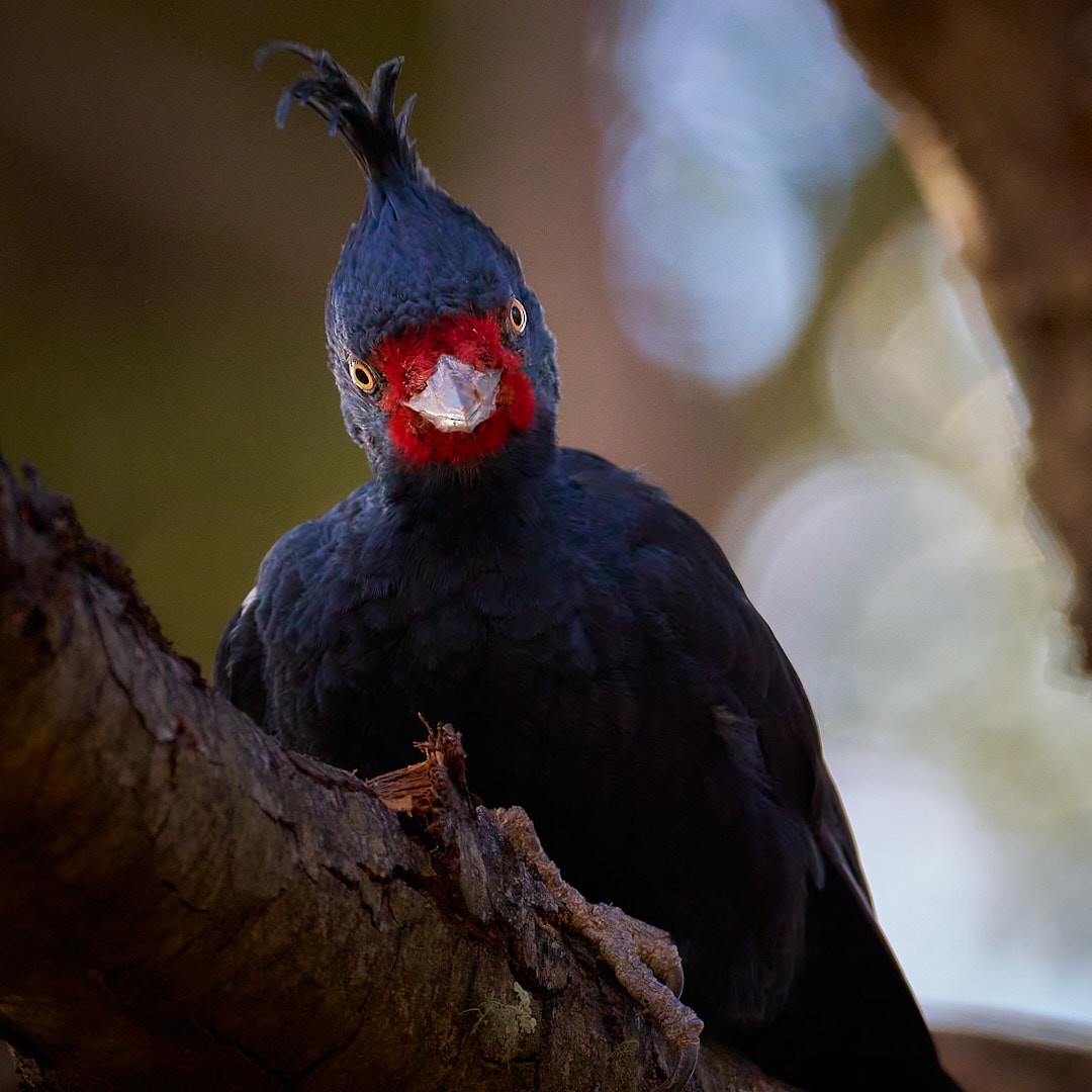 Magellanic Woodpecker - ML640820205