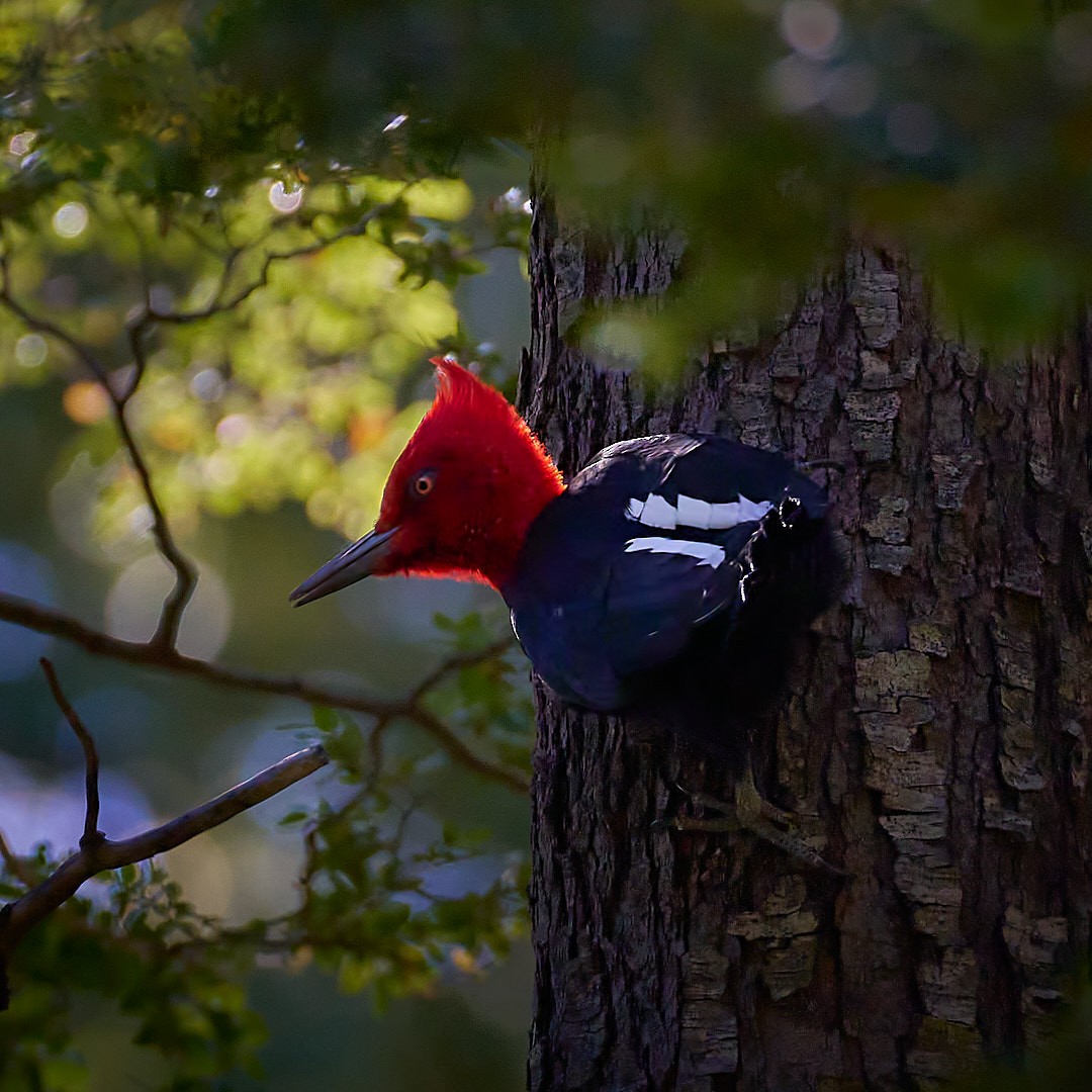 Magellanic Woodpecker - ML640820206
