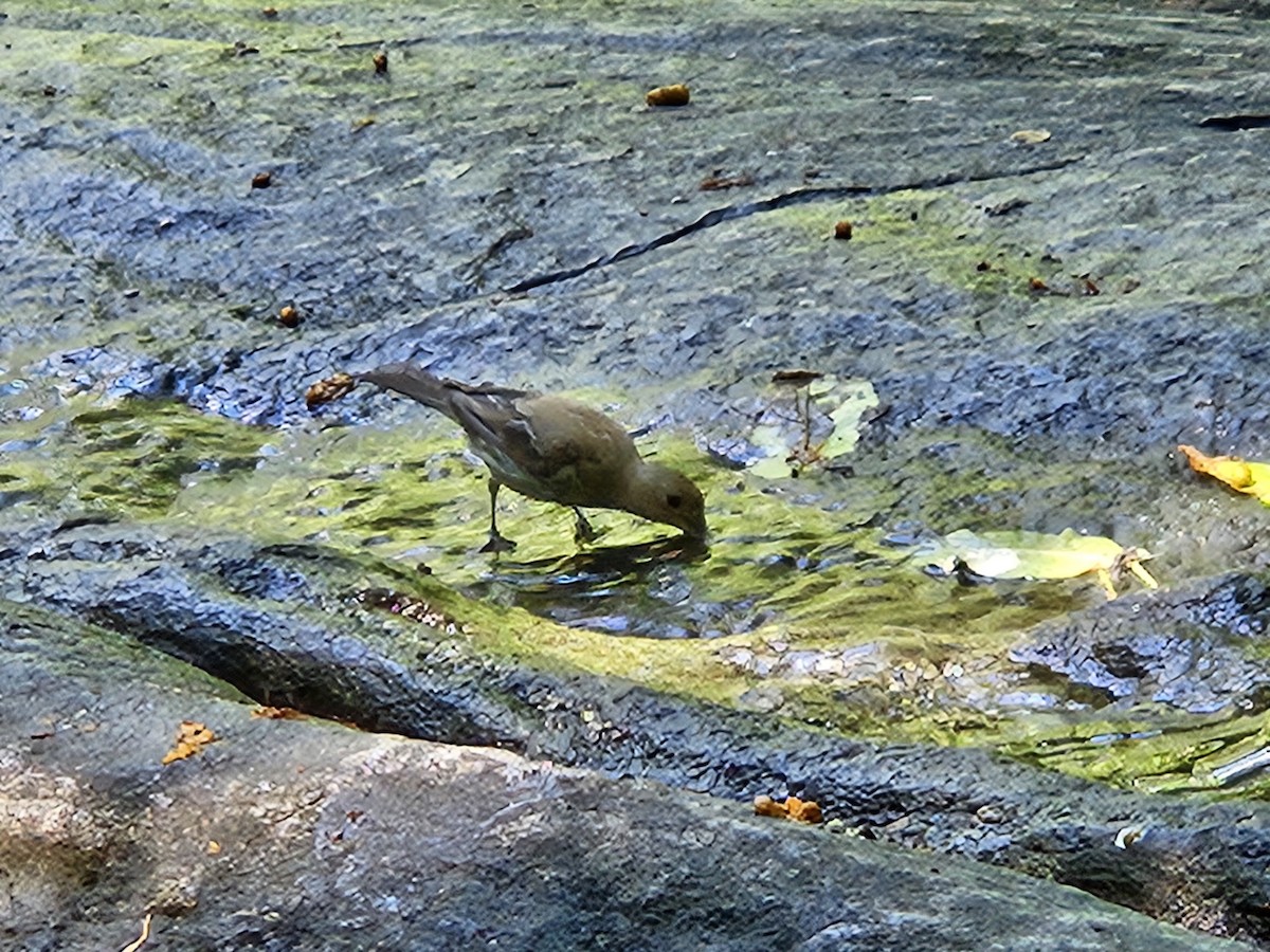 House Finch - ML640820233