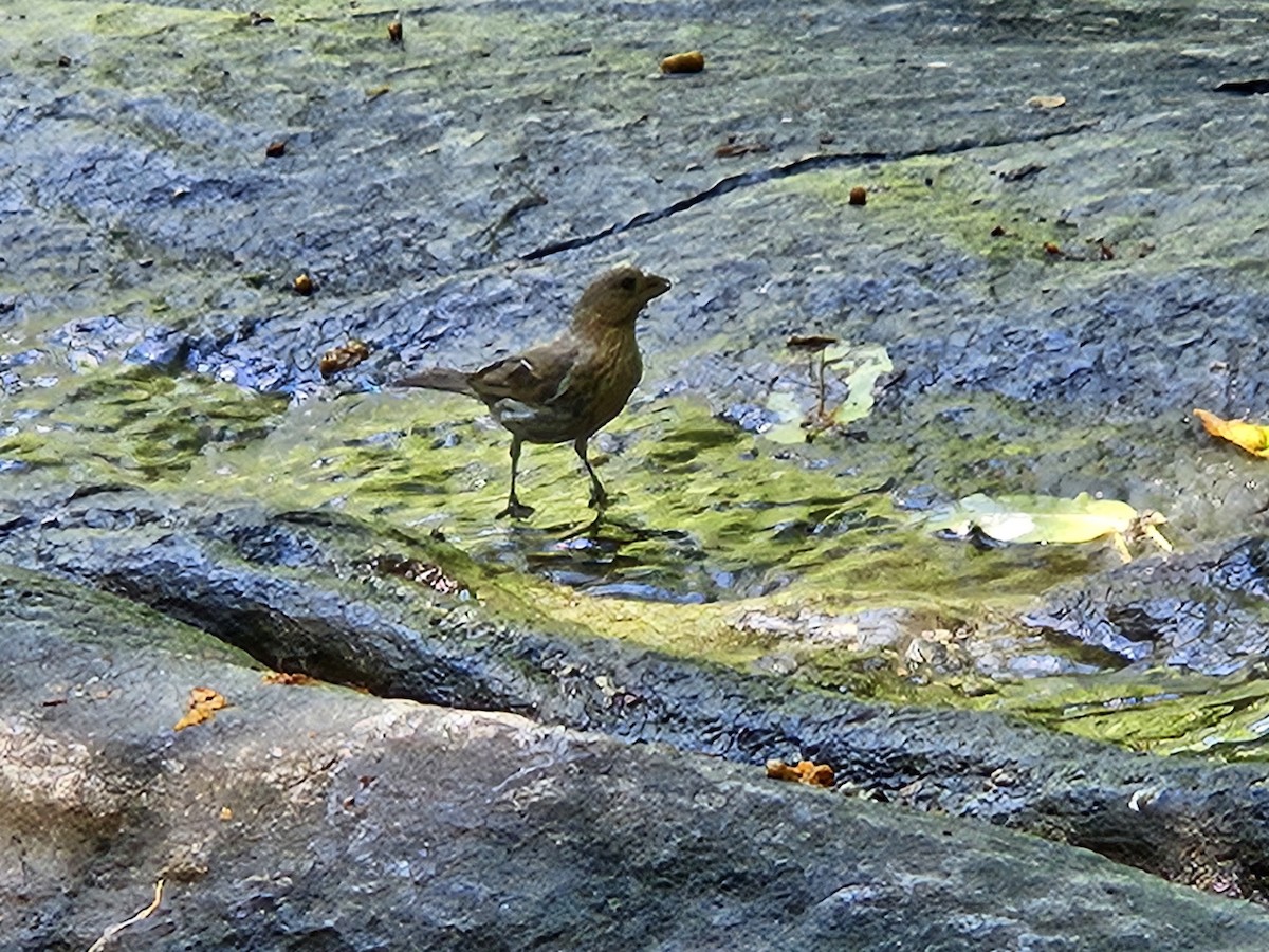House Finch - ML640820234