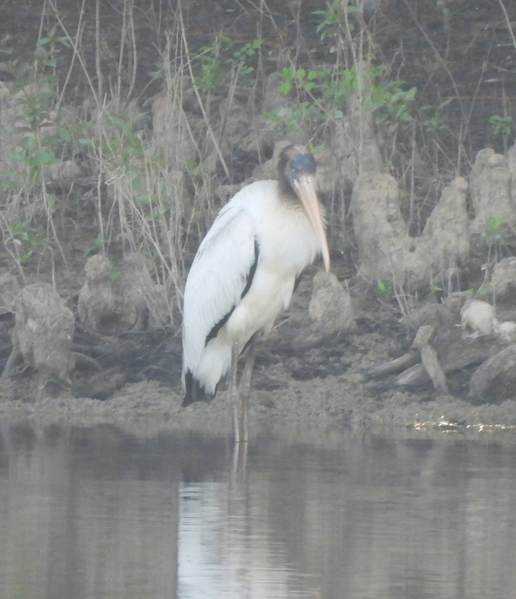 Wood Stork - ML640820260