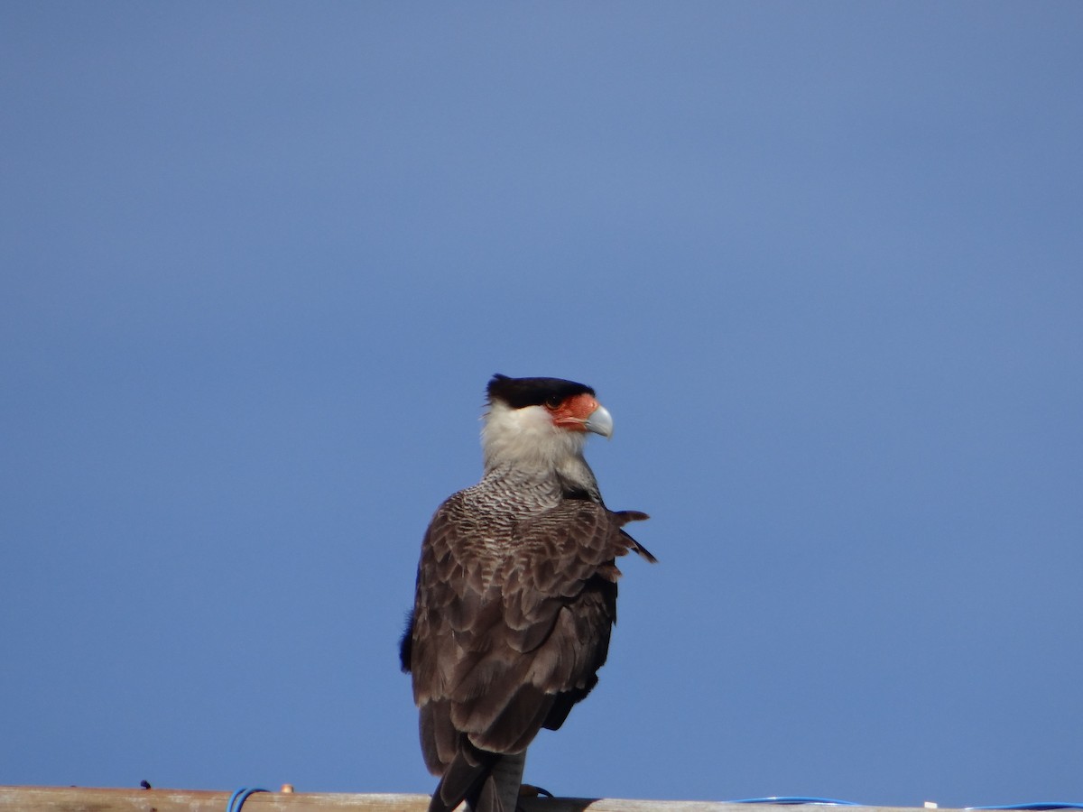 Crested Caracara - ML640820282