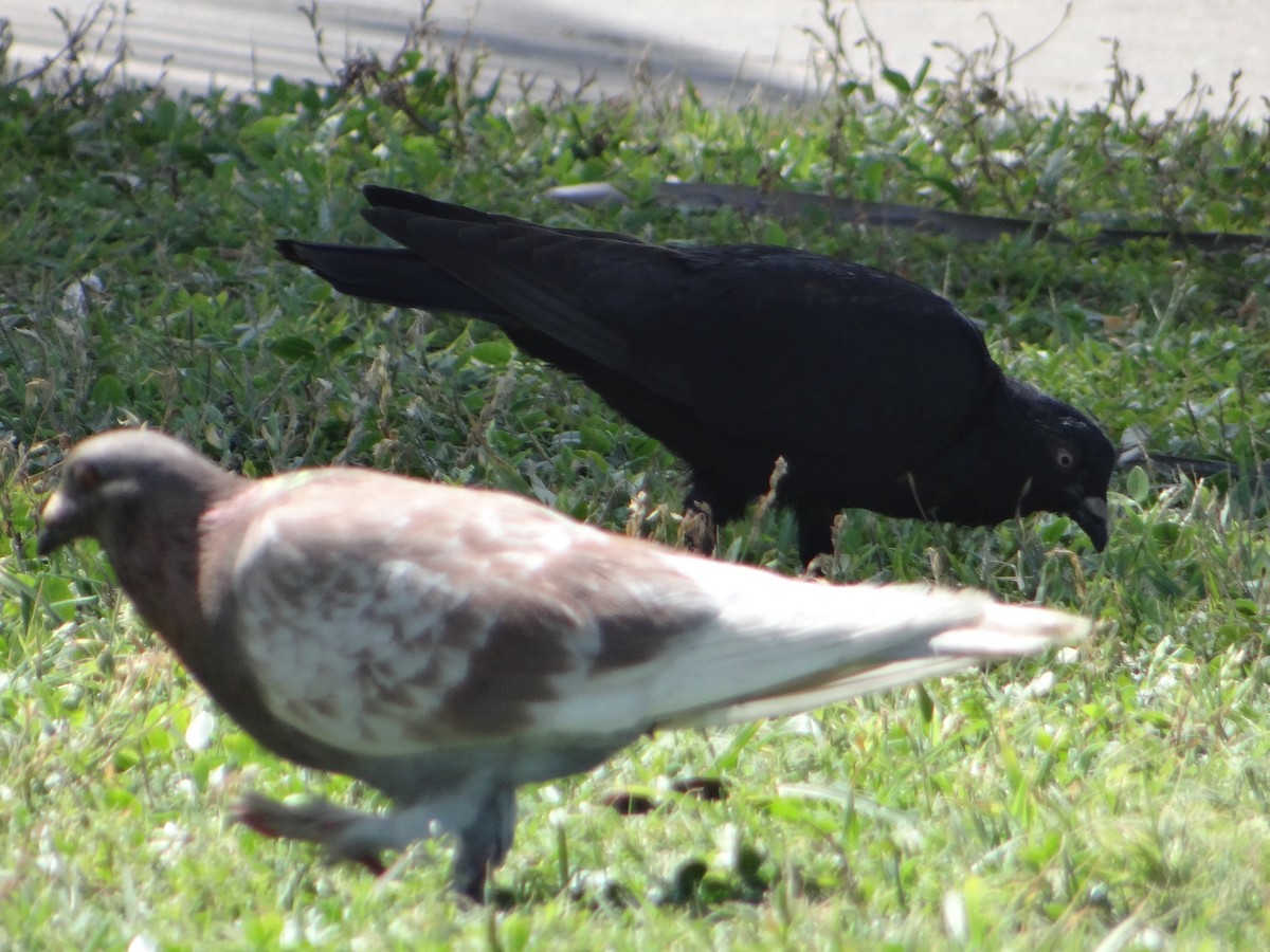 Rock Pigeon (Feral Pigeon) - ML640820287