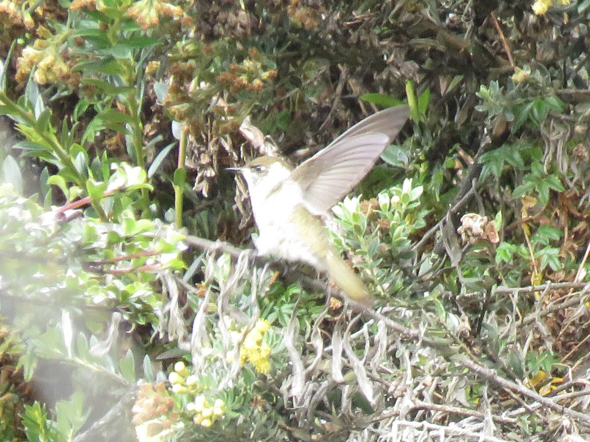 Green-bearded Helmetcrest - ML640820294