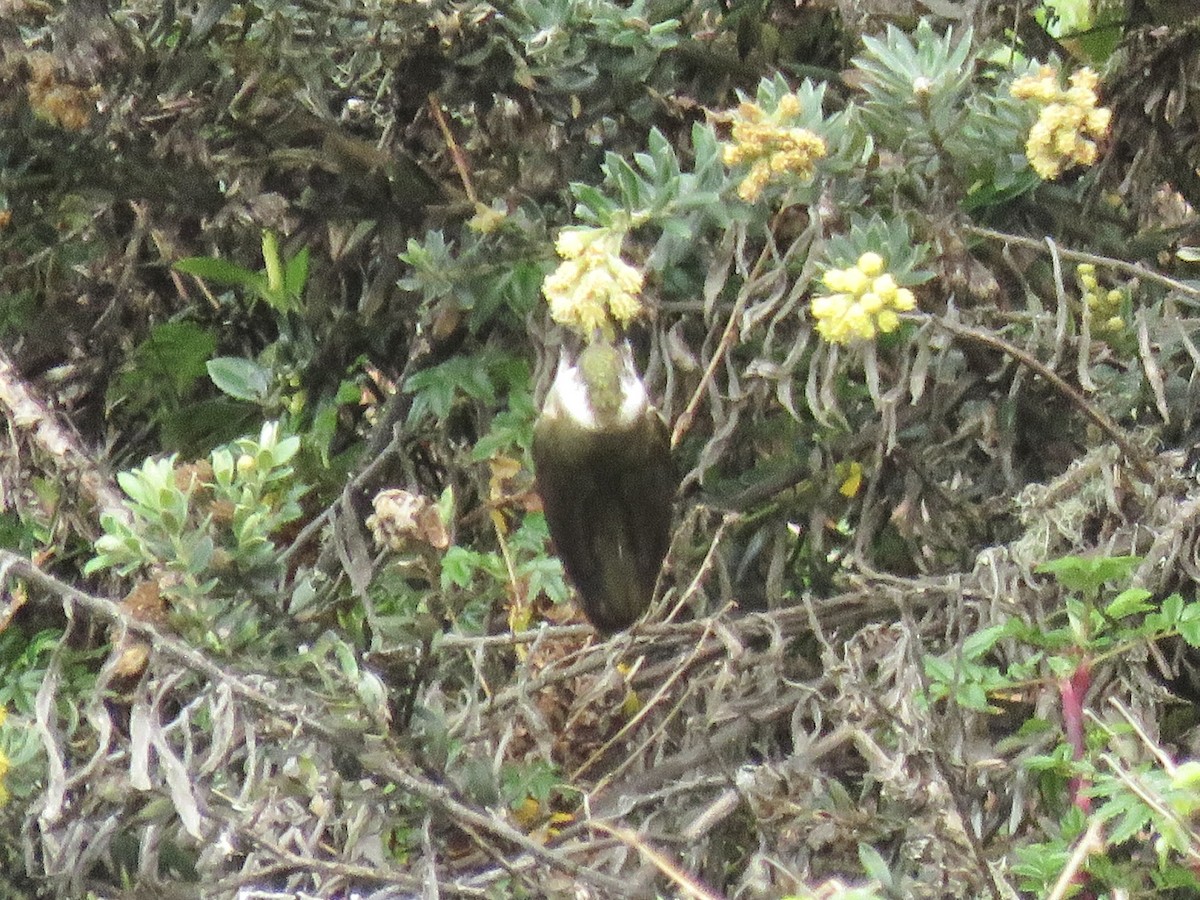Green-bearded Helmetcrest - ML640820295