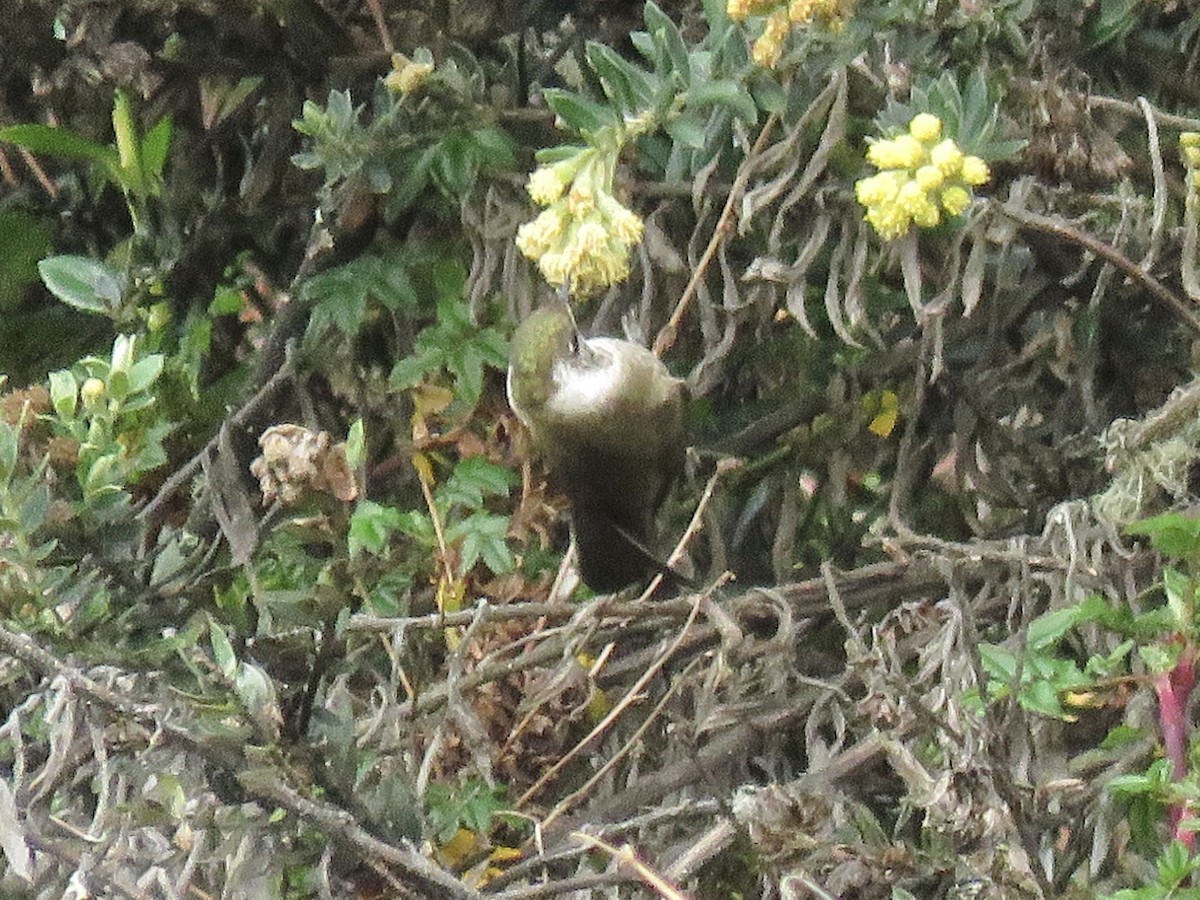 Green-bearded Helmetcrest - ML640820297