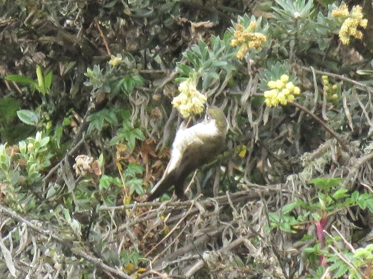 Green-bearded Helmetcrest - ML640820298