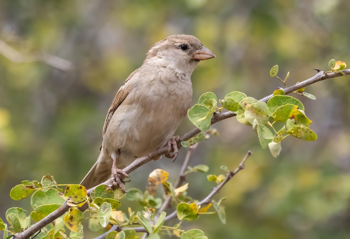 Swahili Sparrow - ML640820317