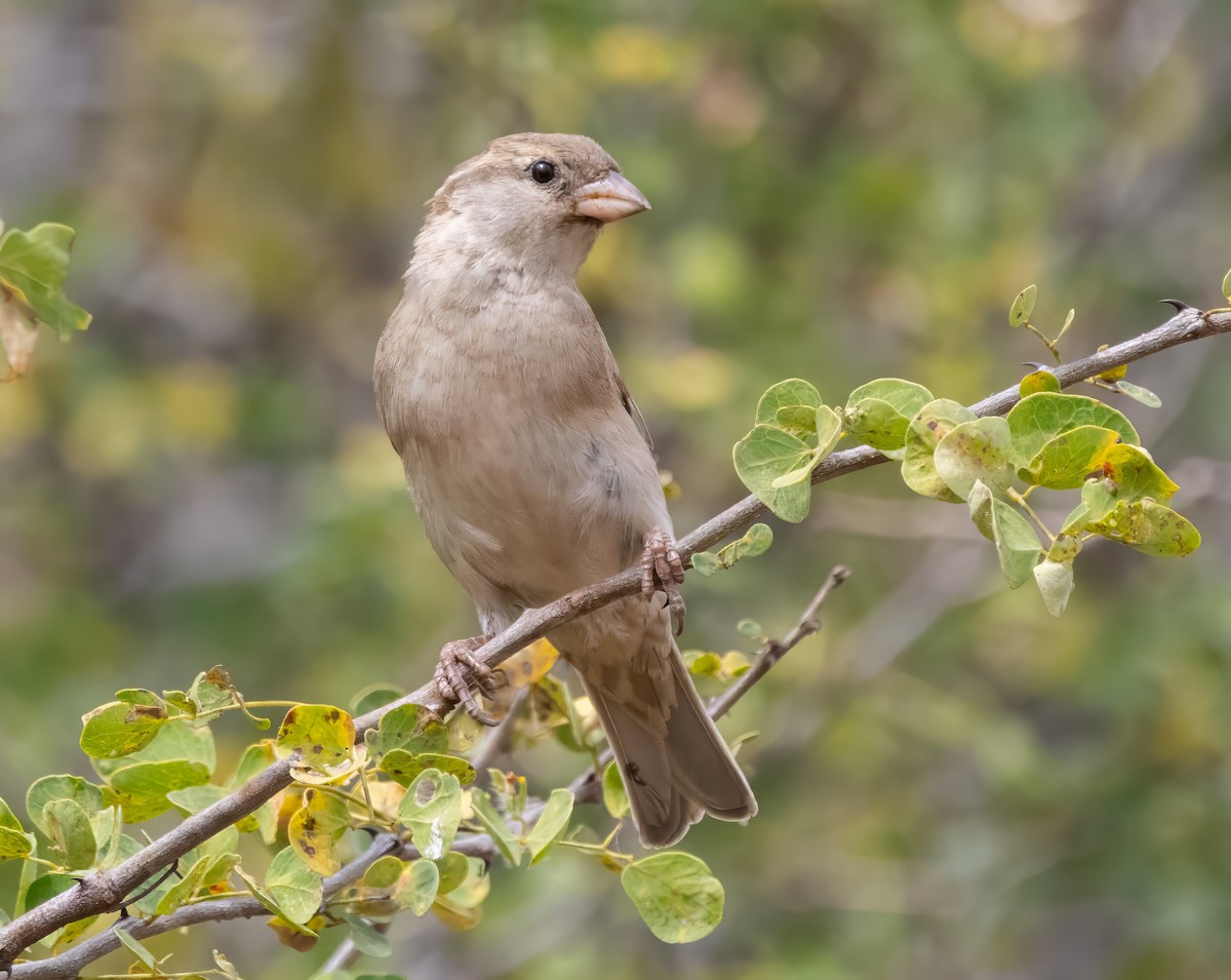 Swahili Sparrow - ML640820318