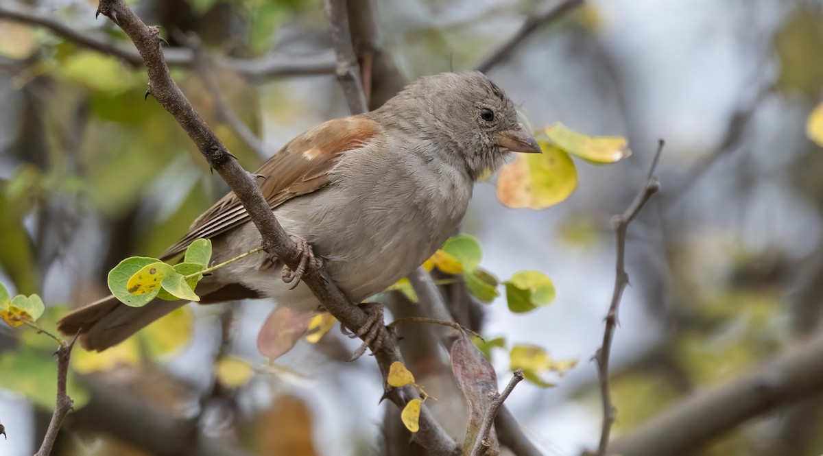 Swahili Sparrow - ML640820335
