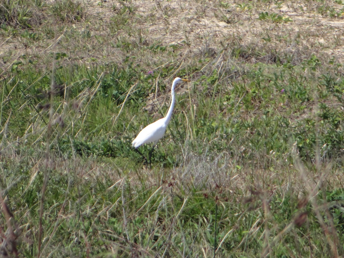 Great Egret - ML640820343