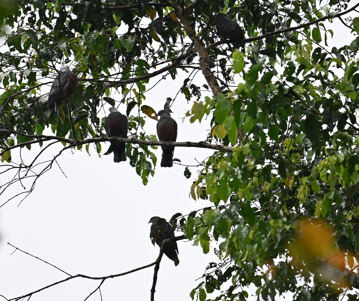 Spotted Imperial-Pigeon - ML640820346