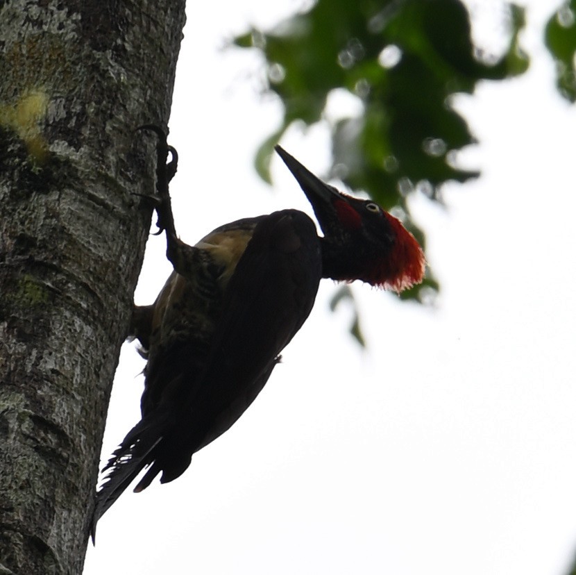 White-bellied Woodpecker - ML640820355