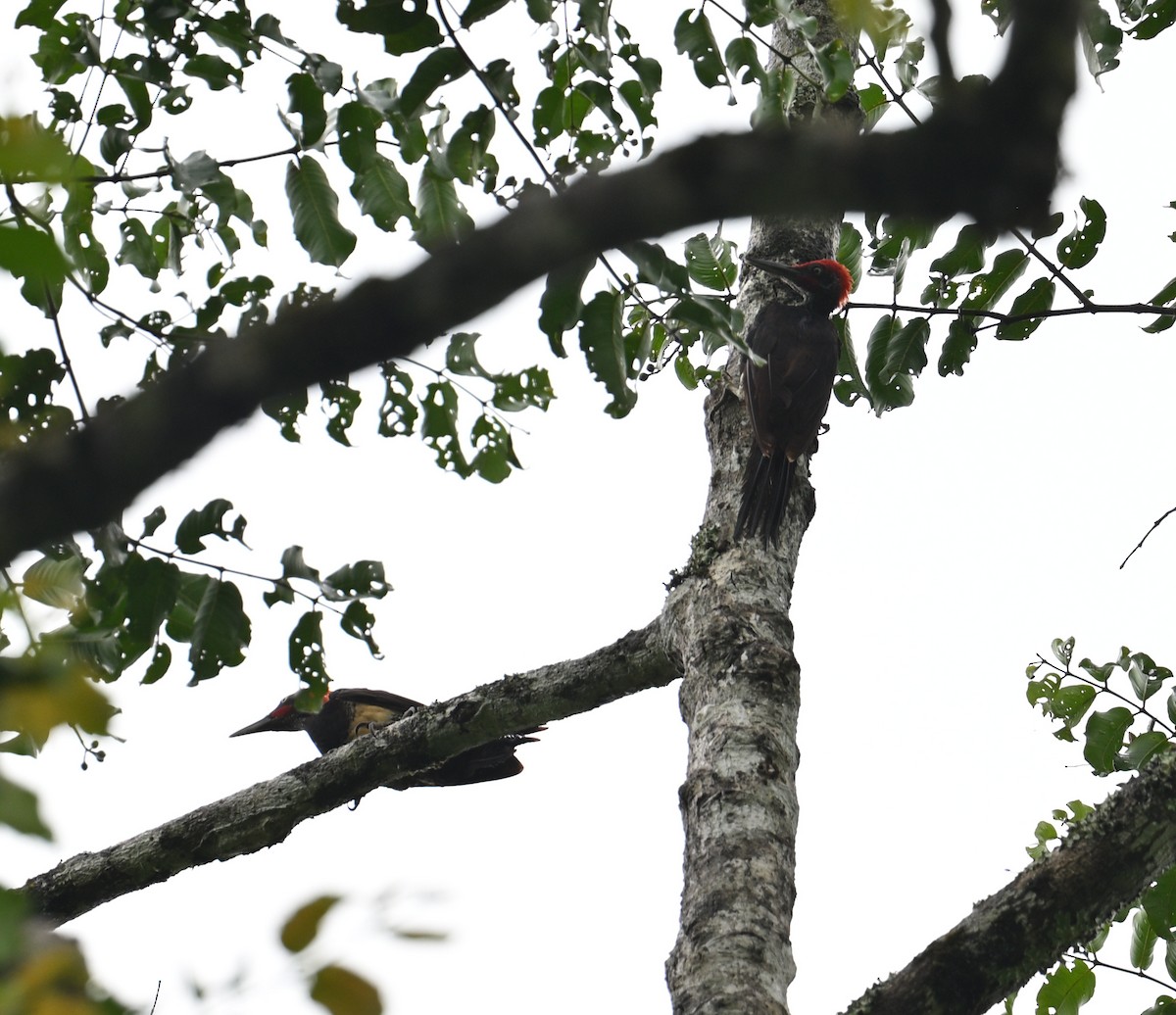 White-bellied Woodpecker - ML640820356