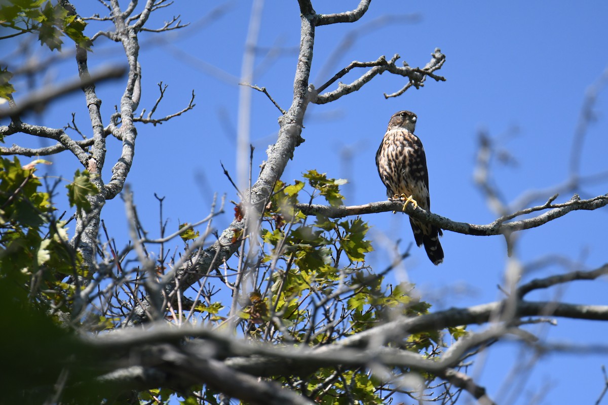 Merlin (Taiga) - ML640820362