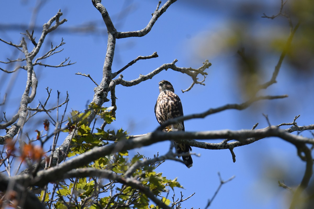 Merlin (Taiga) - ML640820367