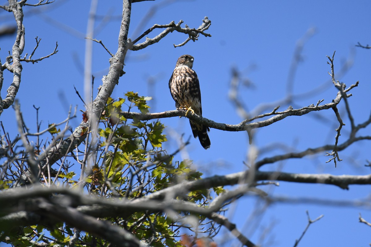 Merlin (Taiga) - ML640820371