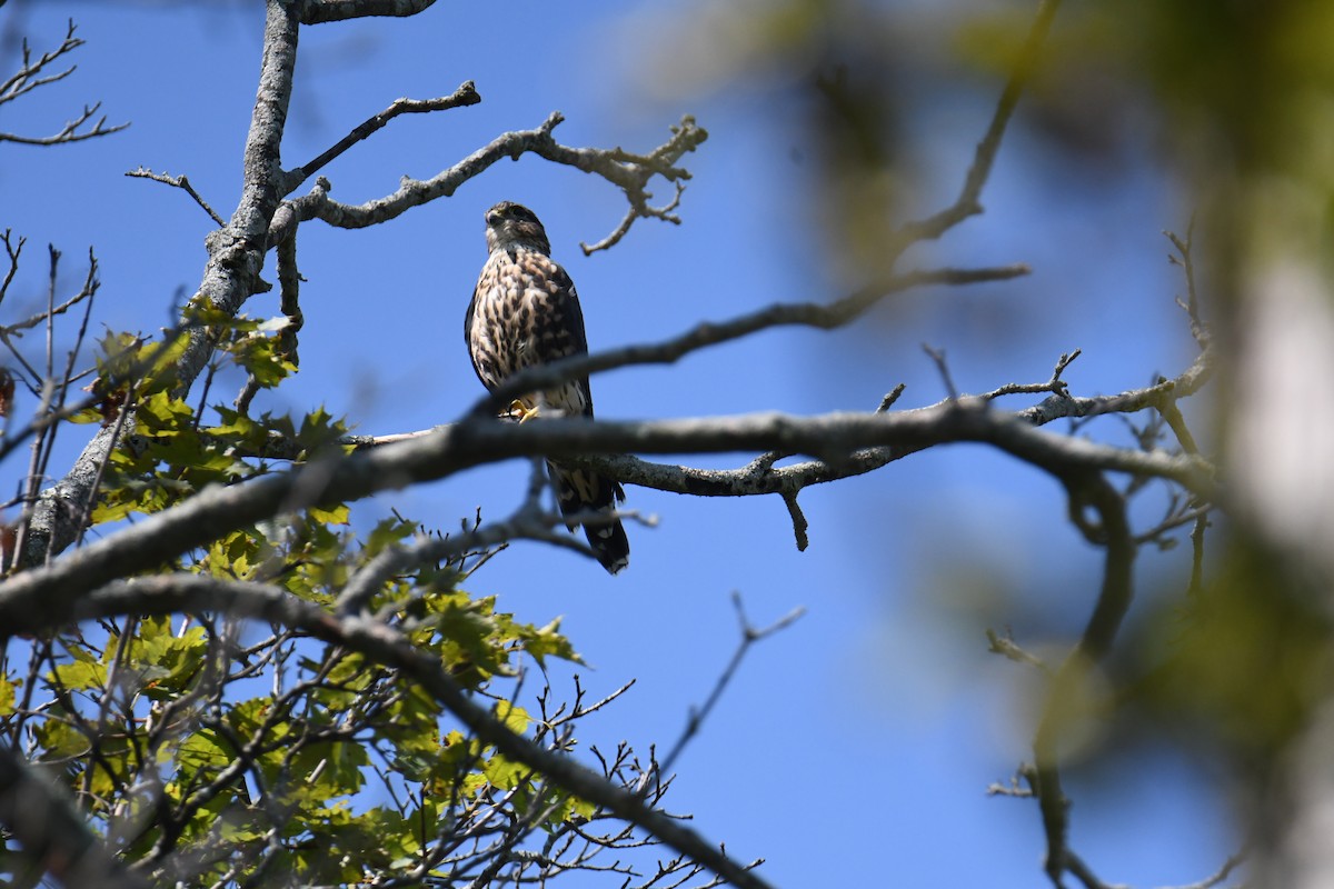 Merlin (Taiga) - ML640820372