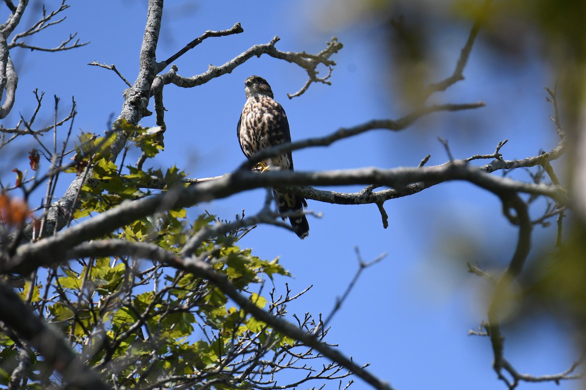 Merlin (Taiga) - ML640820373